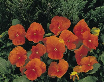 Виола виттрока (Viola wittrockiana)