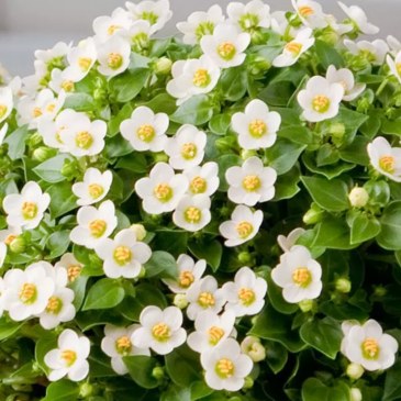 Экзакум (Exacum affine) Экзакум (Exacum affine)