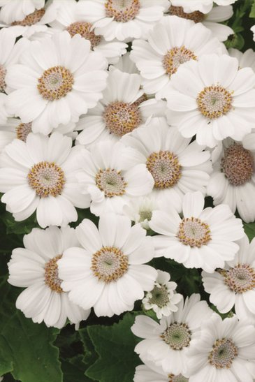 Цинерария гибридная (Pericallis cruenta)