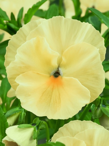 Виола Виттрока (Viola wittrockiana) Виола Виттрока (Viola wittrockiana)