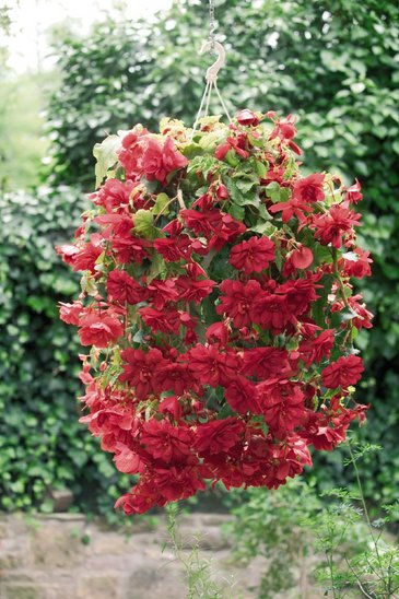 Бегония клубневая махровая ампельная (Begonia tuberhybrida) Бегония клубневая махровая ампельная (Begonia tuberhybrida)