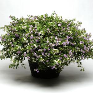 Бакопа (Сутера) сердцевидная (Sutera (Bacopa) cordata) Бакопа (Сутера) сердцевидная (Sutera (Bacopa) cordata)