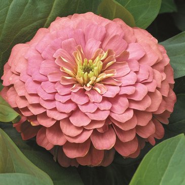 Цинния изящная (Zinnia elegans)