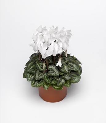 Цикламен персидский (Cyclamen persicum)