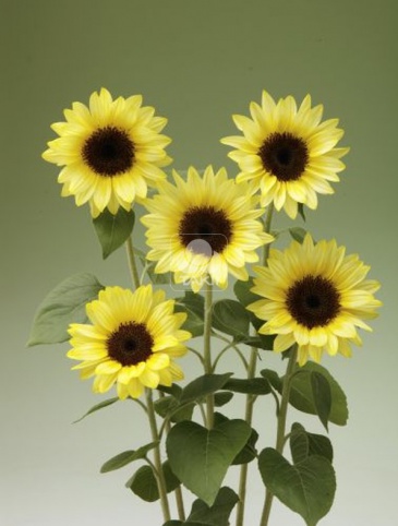 Подсолнечник летний (Helianthus annuus)
