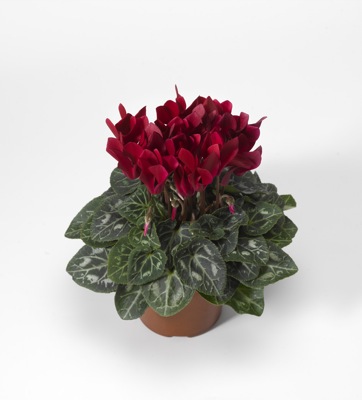 Цикламен персидский (Cyclamen persicum)