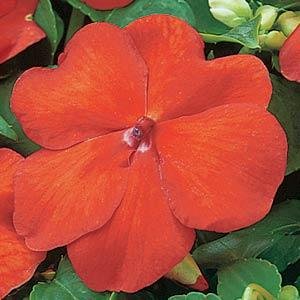 Бальзамин Уоллера (Impatiens walleriana) Бальзамин Уоллера (Impatiens walleriana)