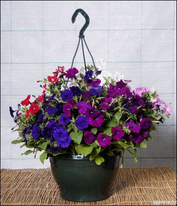 Петуния ампельная гибридная (Petunia x hybrida)