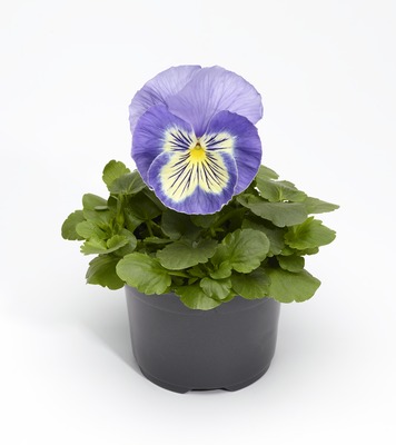 Виола Виттрока (Viola wittrockiana) Виола Виттрока (Viola wittrockiana)
