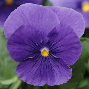 Виола виттрока (Viola wittrockiana) Виола виттрока (Viola wittrockiana)