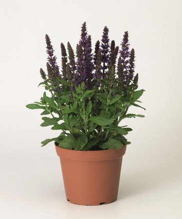 Шалфей превосходный (Salvia superba)