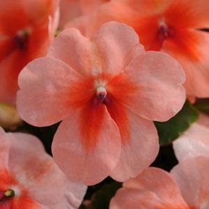 Бальзамин Уоллера (Impatiens walleriana) Бальзамин Уоллера (Impatiens walleriana)