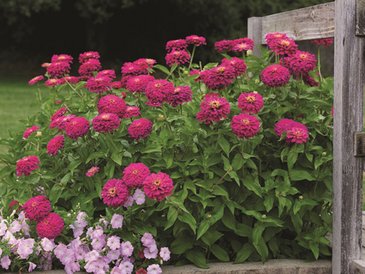 Цинния изящная (Zinnia elegans)