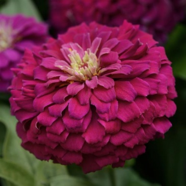 Цинния изящная (Zinnia elegans) Цинния изящная (Zinnia elegans)