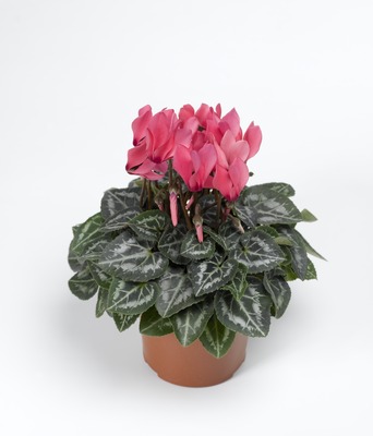 Цикламен персидский (Cyclamen persicum)