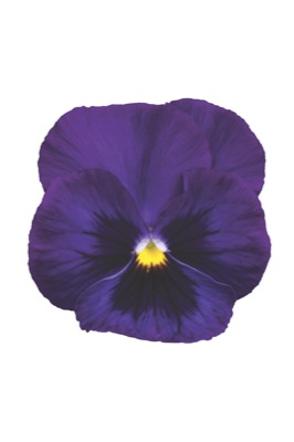 Виола Виттрока (Viola wittrockiana)