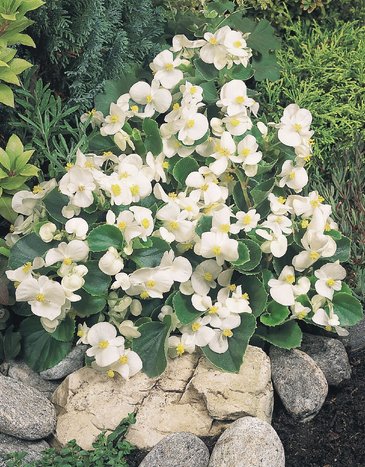 Бегония вечноцветущая (зеленая листва) (Begonia semperflorens)