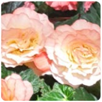 Бегония клубневая махровая (Begonia tuberhybrida)