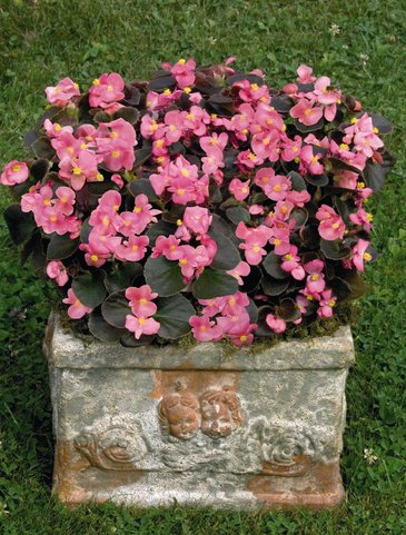 Бегония вечноцветущая (бронзовая листва) (Begonia semperflorens)