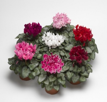 Цикламен персидский (Cyclamen persicum)
