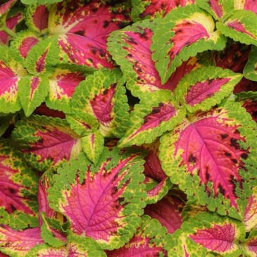 Колеус гибридный (Coleus х hybrida) Колеус гибридный (Coleus х hybrida)