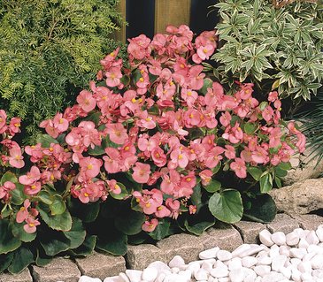 Бегония вечноцветущая (зеленая листва) (Begonia semperflorens)