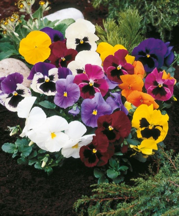 Виола Виттрока (Viola wittrockiana) Виола Виттрока (Viola wittrockiana)