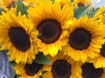 Подсолнечник летний (Helianthus annuus)