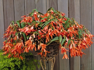 Бегония боливийская ампельная (Begonia boliviensis x hybrida)
