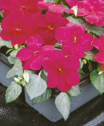 Бальзамин Уоллера (Impatiens walleriana)