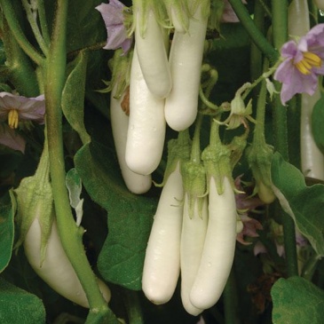Баклажан (Solanum melongena) Баклажан (Solanum melongena)