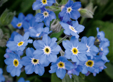 Незабудка лесная (Myosotis sylvatica) Незабудка лесная (Myosotis sylvatica)