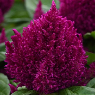 Целозия метельчатая (Celosia plumosa) Целозия метельчатая (Celosia plumosa)