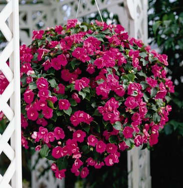 Бальзамин Уоллера (Impatiens walleriana)