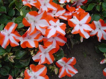 Бальзамин Уоллера (Impatiens walleriana) Бальзамин Уоллера (Impatiens walleriana)