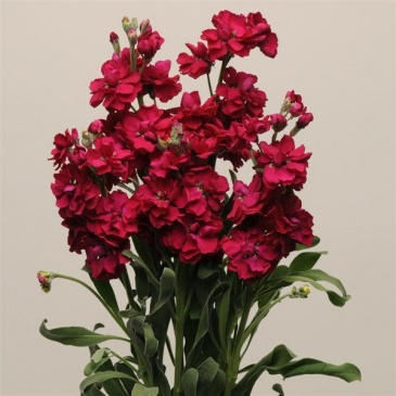 Левкой седой (Matthiola incana)