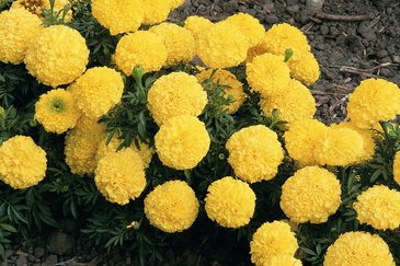 Бархатцы прямостоячие (Tagetes erecta)