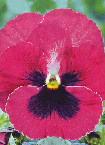 Виола Виттрока (Viola wittrockiana) Виола Виттрока (Viola wittrockiana)