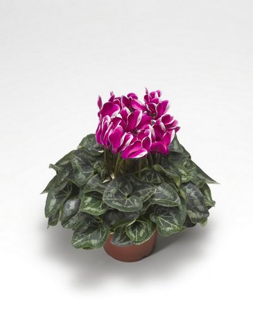Цикламен персидский (Cyclamen persicum)