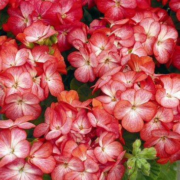 Герань (пеларгония садовая) (Pelargonium x hortorum)