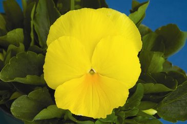 Виола Виттрока (Viola wittrockiana) Виола Виттрока (Viola wittrockiana)