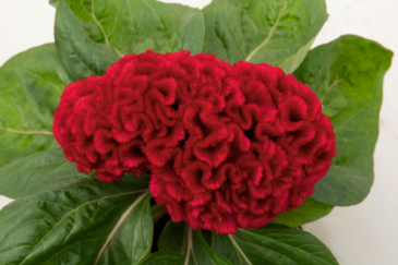 Целозия гребенчатая (Celosia cristata)