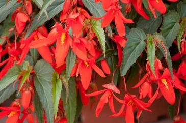 Бегония боливийская ампельная (Begonia boliviensis x hybrida)