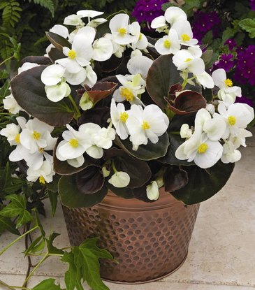 Бегония вечноцветущая (бронзовая листва) (Begonia semperflorens)
