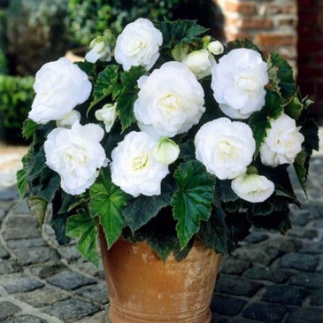 Бегония клубневая махровая (Begonia tuberhybrida)