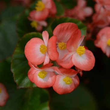 Бегония гибридная (зеленая листва) (Begonia hybrida) Бегония гибридная (зеленая листва) (Begonia hybrida)