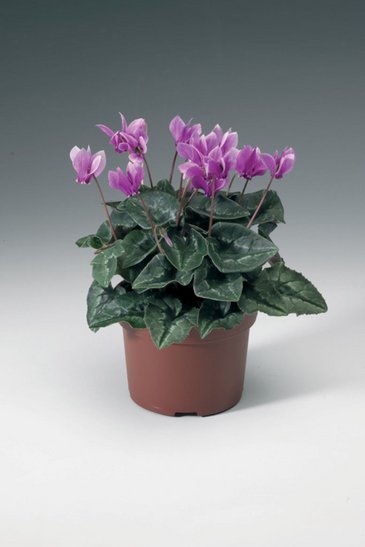 Цикламен плющелистный (Cyclamen hederifolium)