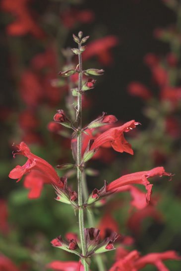 Шалфей Ремера (Salvia roemeriana)