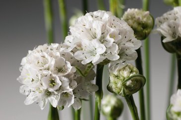 Армерия морская (Armeria maritima)