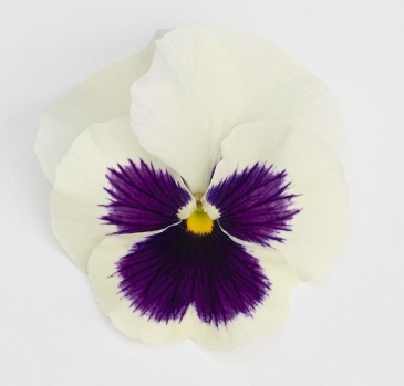 Виола виттрока (Viola wittrockiana)